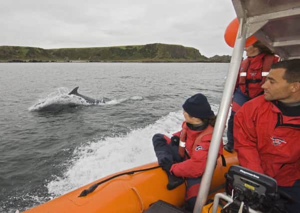 Bottlenose Dolphin (Tursiops truncatus) adult, porpoising, with Cetacean Research and Rescue Unit studying behaviour, Moray Firth, Scotland
Nature. Picture: FLPA/REX/Shutterstock (3269096a)