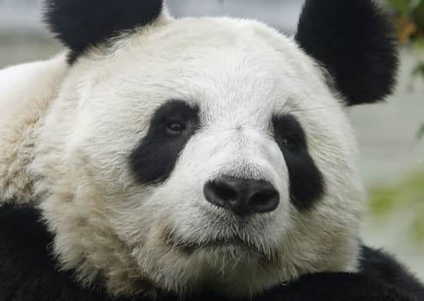 The frenzied speculation over whether Tian Tian will give birth obscures harsh realities about Edinburgh Zoo's visitor numbers. Picture: Danny Lawson/PA Wire