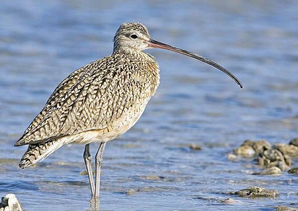 Curlews have vanished from certain areas over the past thirty years.