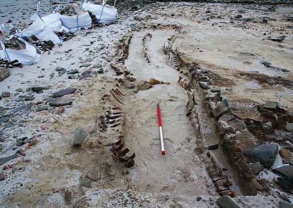 Whale skeletons at Cata Sand in Orkney. Picture: Contributed