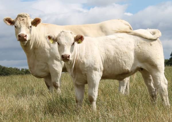 Beef exports to markets outside Europe jumped 45%. Picture: Contributed