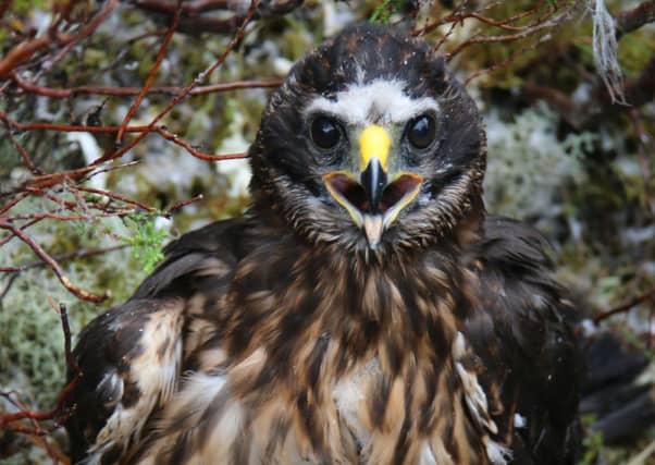 The last known movements of the satellite-tagged hen harrier, named Calluna, were on a Deeside grouse moor
earlier this month