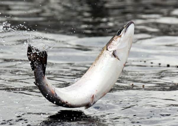Scottish Salmon Company said demand for its fish 'has never been higher'. Picture: Stephen Mansfield
