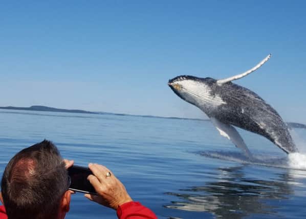 A humpback whale breaches off the coast of New Brunswick.