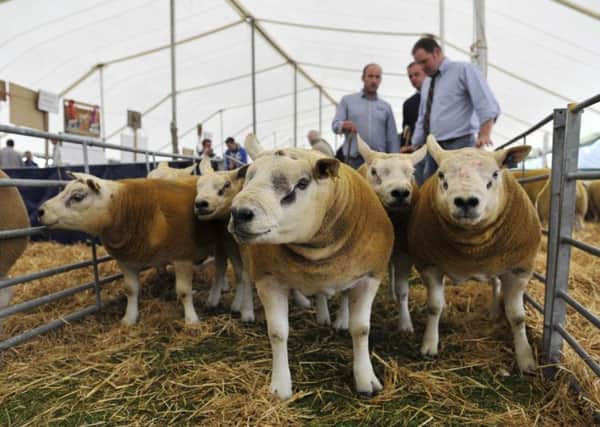 The Kelso sale comes amid a drive to encourage more lamb consumption. Picture: Stuart Cobley