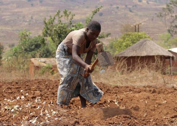 Farming has become dangerously unpredictable in Malawi