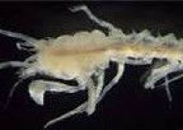 One of the creatures, Amphissa acutecostata. Picture: Contributed