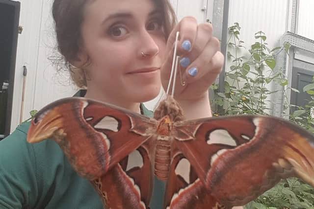 The Atlas Moth is a new introduction to the Butterfly House. Picture: Landmark/Contributed