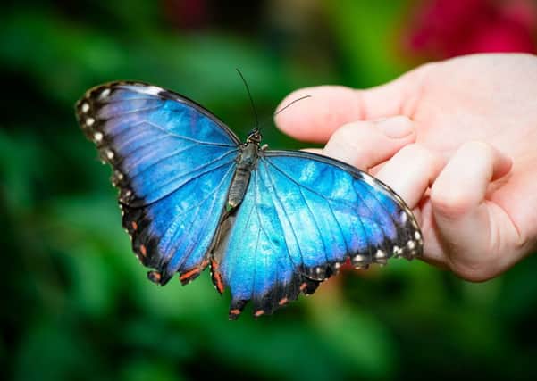 Thousands are being attracted to the Butterfly House at Landmark Adventure Park in the Highlands. Picture: Landmark/Contributed