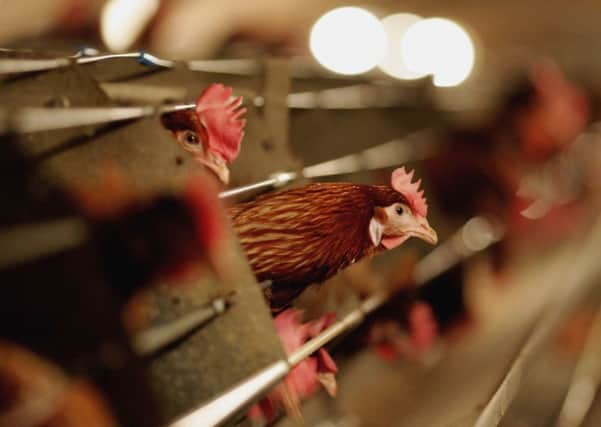 Poultry keepers were urged to keep biosecurity measures up to date. Picture: Jamie McDonald/Getty Images