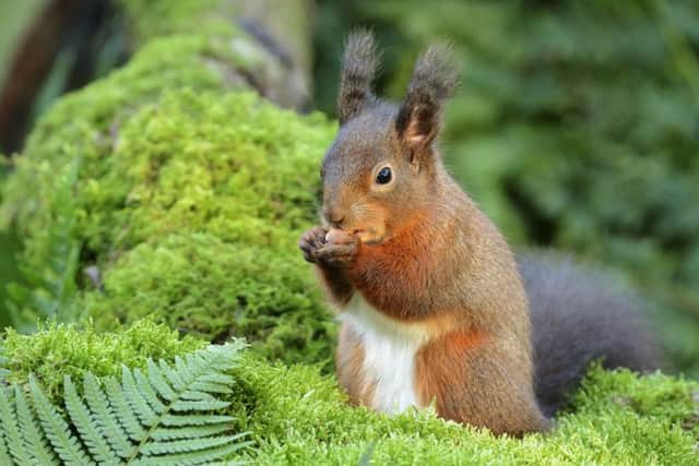 Scotland's national nature agency was set up in 1992, formed from an amalgamation of the Nature Conservancy Council for Scotland and the Scottish Countryside Commission. Picture: Lorne Gill/SNH