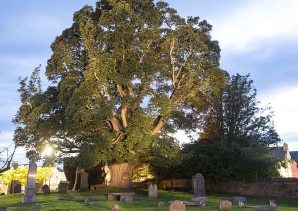This huge old tree dominates the picturesque ruins of Beauly Priory and is well-known and much-loved in the district.