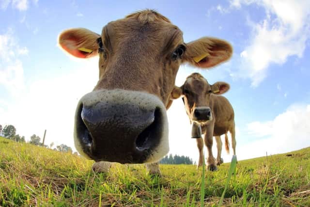 Nosy cattle in the Alps. Photograph: Getty Images/iStock