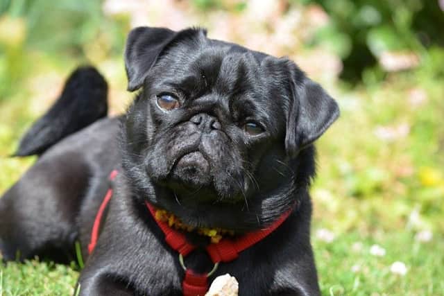 Tickets for Scotlands first pug festival on sale