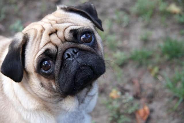 Tickets for Scotlands first pug festival on sale. Picture: Creative Commons/ DodoS