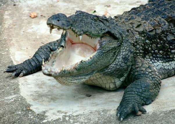The victim was attacked by a mugger crocodile (pictured). Photo: Creative Commons