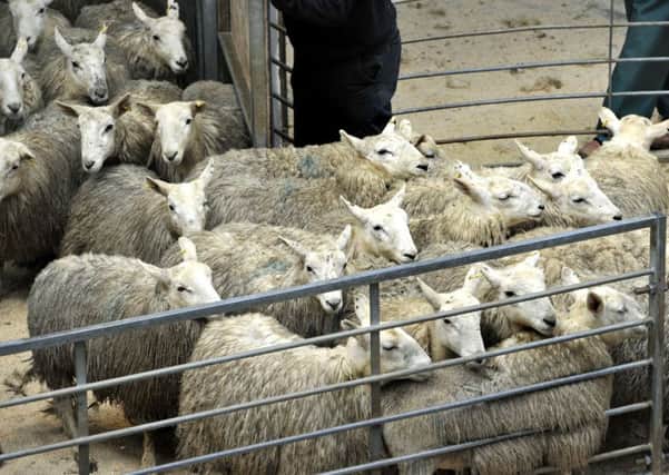 The Roslin Institute says its research could shed light on the role of hundreds of sheep genes. Picture: Lindsay Addison