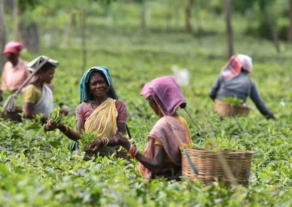 Scots helped to develop tea estates in Assam, northern India, and Sri Lanka (Ceylon as was).