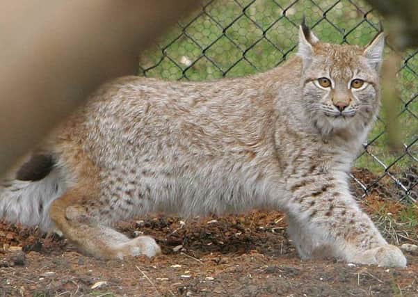 'We can make this work for everyone,' said the Lynx UK Trust. Picture: Geoff Caddick/PA Wire
