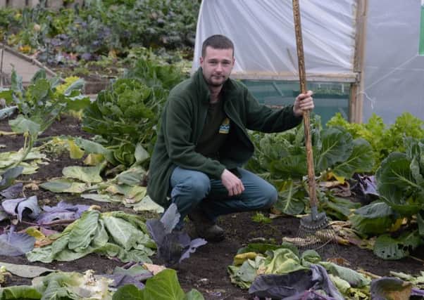 Pollok Park gardener Paul Hilton inspects the damage at the vegetable allotment after a raid which saw thousands of vegetables stolen.weekend.