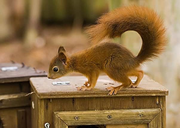 A native red squirrel. Picture: Darren Williams/Pensthorpe/PA Wire