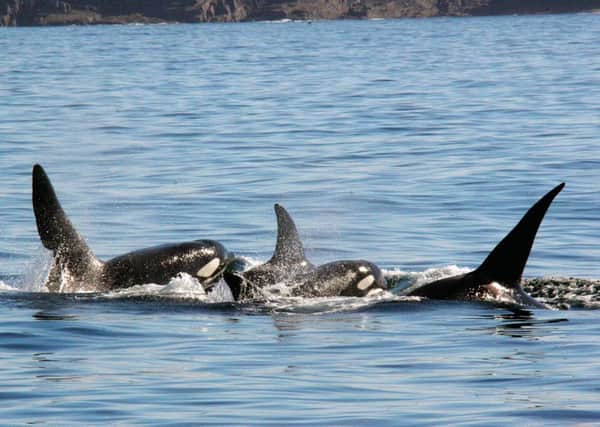 Killer whales off the west coast. Picture: HWDT