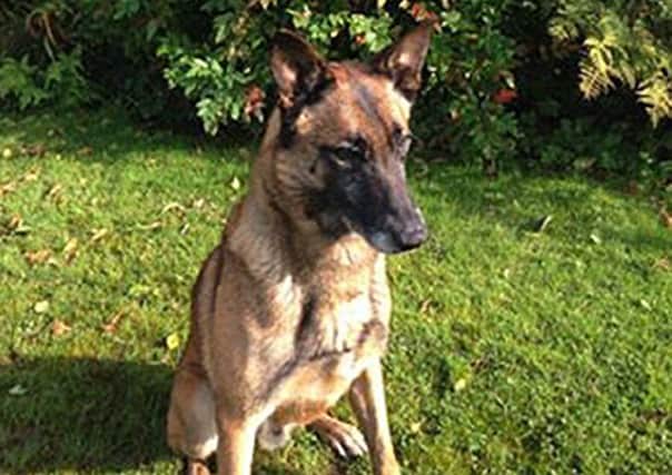 PD Rexs caught a murderer who escaped from prison guards during a hospital visit in Co Londonderry. Picture: PSNI/PA Wire