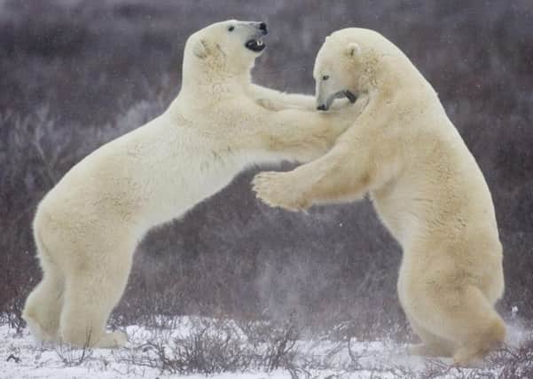 Polar bears play on the tundra near Churchill, Manitoba, Canada, Friday Nov. 3, 2006. The bears are slowly congregating along the coast, anticipating the winter freeze-up of Hudson Bay. When the bay freezes, the polar bears can get onto the ice to hunt their favorite meal, ringed seal. (AP Photo/CP, Jonathan Hayward)