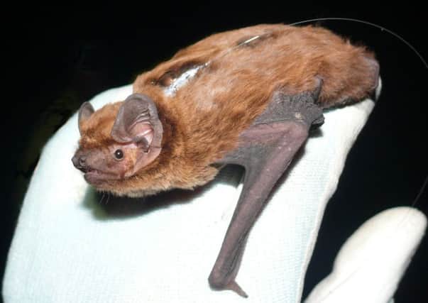 A roost of breeding female Leislers bats has been discovered in a plantation in Galloway Forest Park for the first time - and only the second such site ever found in Scotland