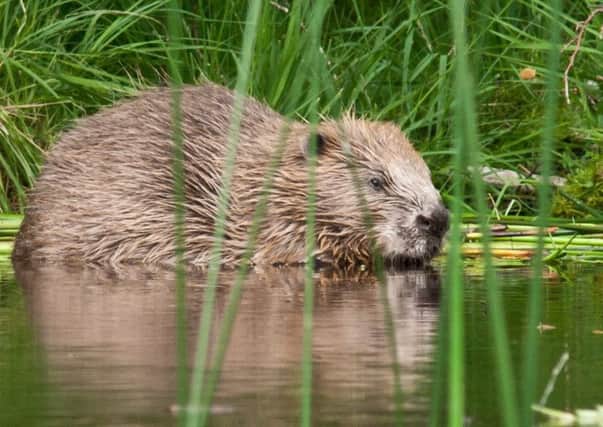 Up to 28 beavers will be released into lochans in Knapdale forest over the next three years to reinforce the colony established there during a recent successful trial reintroduction that has seen the species receive native status in Scotland