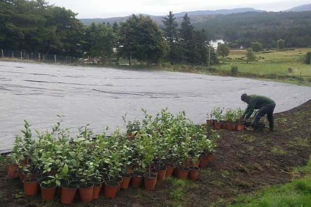 Lucy Williams has set up the most northerly tea plantation on the British mainland