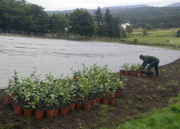 Lucy Williams has set up the most northerly tea plantation on the British mainland