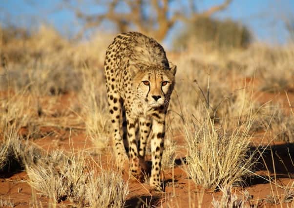 A research project, which could help to save the cheetah and eventually other endangered species, will link the latest technological developments with the ancient tracking skills of Namibian hunter-gatherers