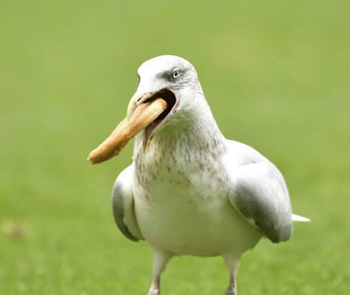 The seagull tucks into the Easter Road pizza. Picture: SNS/Rob Casey