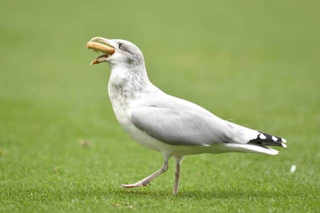 A seagull enjoys the catering at Easter Road. Picture: SNS/Rob Casey
