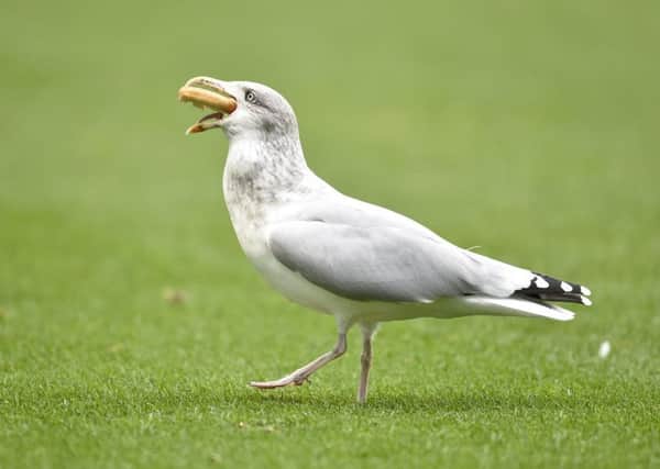A seagull enjoys the catering at Easter Road. Picture: SNS/Rob Casey