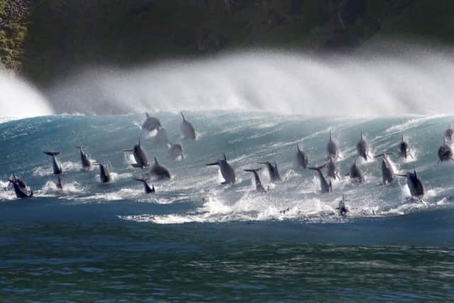 Surfing bottlenose dolphins in South Africa, which will be shown in the upcoming series of Blue Planet II. Picture: Steve Benjamin/PA Wire