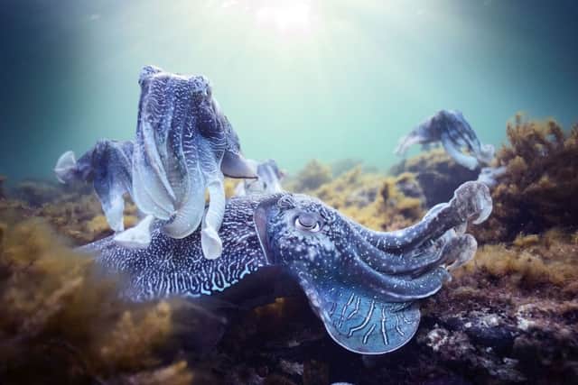 A giant cuttlefish mating aggregation in South Australia, which will be shown in the upcoming series of Blue Planet II. Picture: Hugh Miller/PA Wire