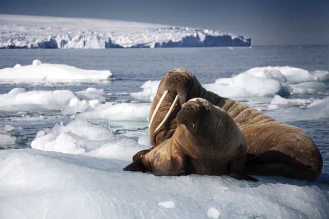 A Walrus mother and pup resting on iceberg in Svalbard, Arctic, which will be shown in the upcoming series of Blue Planet II. Picture: Rachel Butler/PA Wire