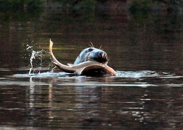A seal grabs a fish in the River Tyne.