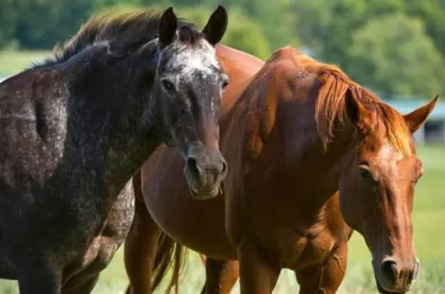 The new campaign is aimed at protecting horses and their riders. Picture: Getty