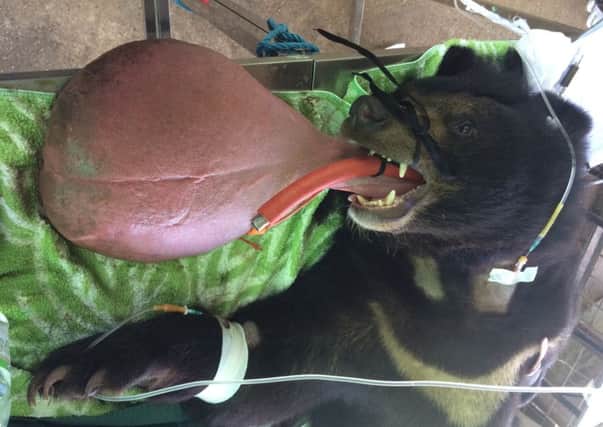 Vets worked for four hours to remove a young bear's tongue that had become so swollen it weighed 3kg and was dragging along the ground.