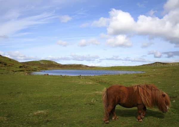 A Shetland pony. Picture iStock