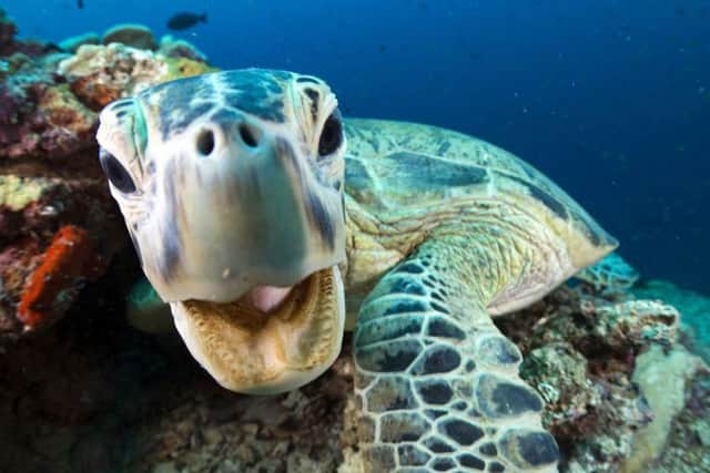 This green turtle is one of the many extraordinary creatures in Blue Planet II (Photo: BBC)