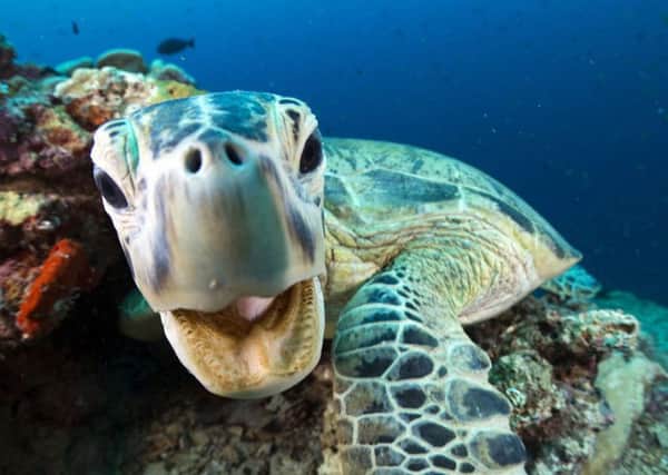 This green turtle is one of the many extraordinary creatures in Blue Planet II (Photo: BBC)