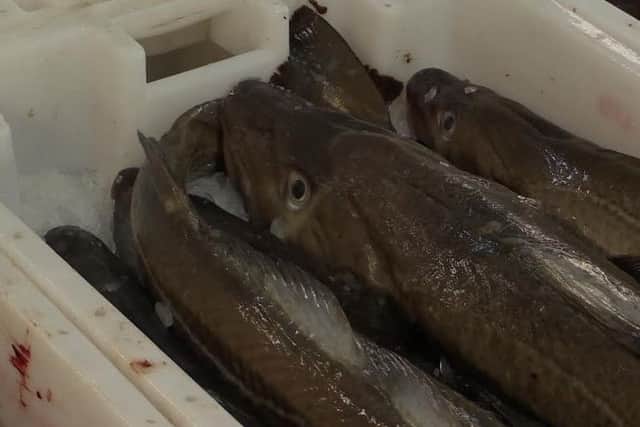 Fish caught in the North Sea on ice and ready to be sold at Peterhead Market