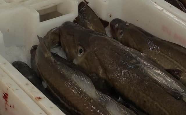 Fish caught in the North Sea on ice and ready to be sold at Peterhead Market