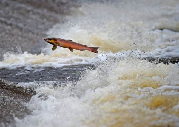 For the first time in nearly 70 years salmon are swimming in a Perthshire river. Picture: Jeff J Mitchell/Getty Images