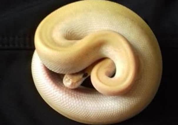 The python was found in the trousers of a German teenager.