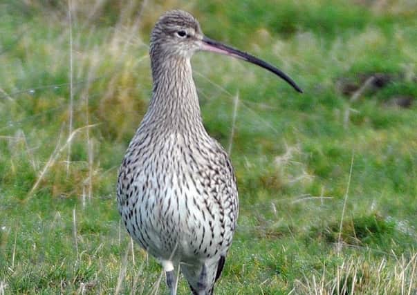 The number of curlews in Britain is declining